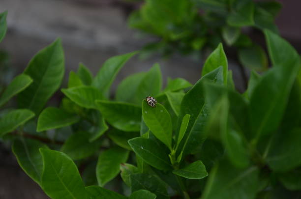 Zygogramma bicolorata, parthenium beetle, leaf beetle, Coleoptera, Chrysomelidae brown stripes. Sitting on a gardenia plant.