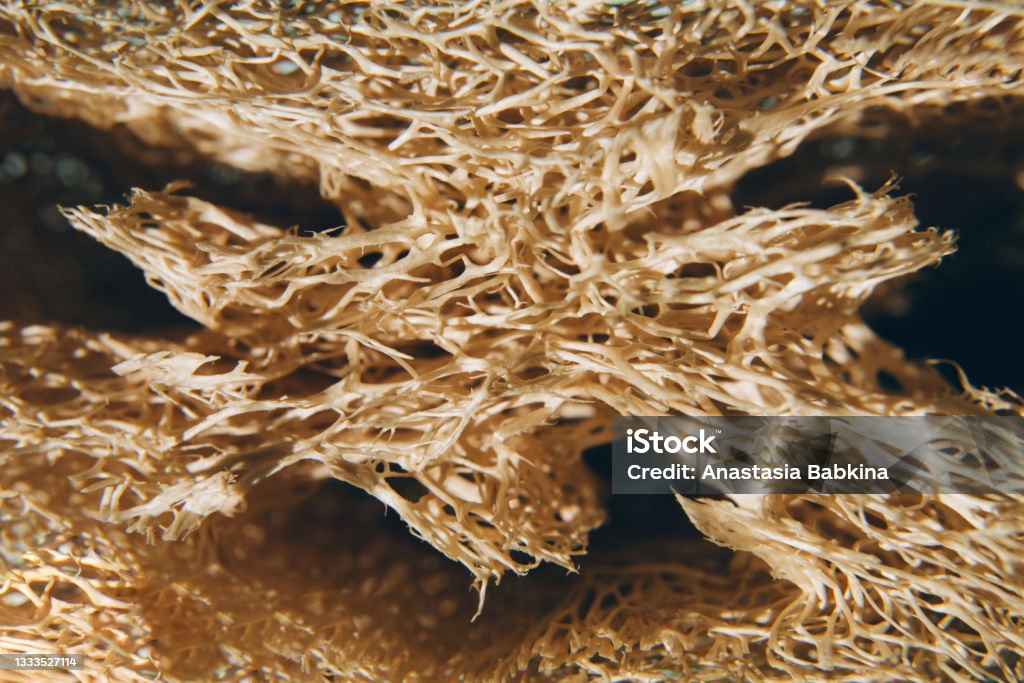 Close-up of natural loofah sponge for background Close-up of natural loofah sponge for background, texture of natural material, copy space Abrasive Stock Photo