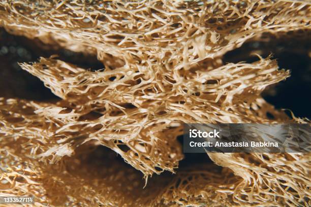 Closeup Of Natural Loofah Sponge For Background Stock Photo - Download Image Now - Abrasive, Bath Sponge, Bathroom