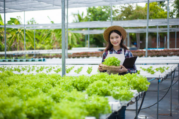 istock A young woman working in a hydroponic vegetable garden. 1333528214