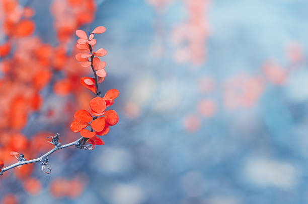 istock orange leaves in autumn on a blue background 1333528232
