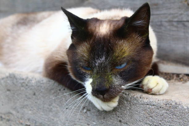 istock Cute siamese cat with blue eyes and yellow pollen on muzzle 1333531424