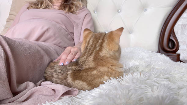 istock Pregnant woman stroking kitten lying on white bed 1333532175