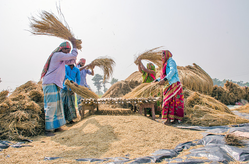 10th november 2018 hooghly west bengal india :Farmers and their families are plowing paddy in rural Bengal. After planting and harvesting the paddy, it is picked up and swept in the field. The method of threshing paddy shown in this picture is laborious and old. This method of threshing rice requires a lot more people and takes more time. On the altar made of a bamboo, everyone threw a ripe paddy tree at the force of the body, so that the rice became separated from the part on the top of the tree. At present this old method is discontinued and the rice is separated by machine.