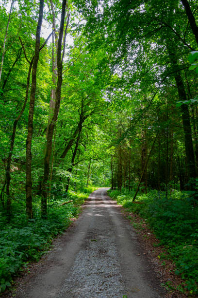 istock Dirt road leading through the forest 1333532406
