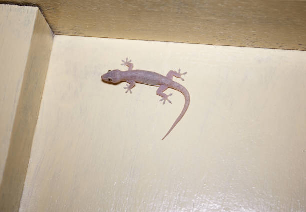 Malaysia gecko on the wooden wall