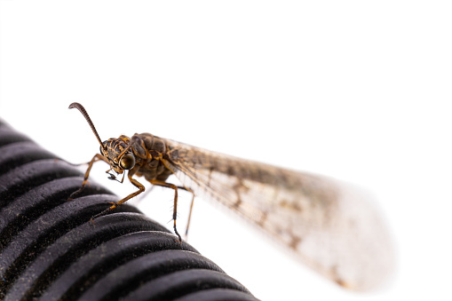 Antlion, specie of insect in the family Myrmeleontidae order Neuroptera, or net-winged insects, namely the adult insect,  imago of a Euroleon nostras. Captured in Kyiv, Ukraine in 2021 summer.