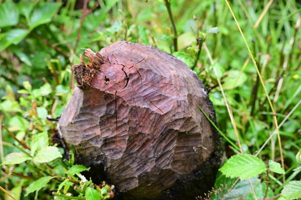 Beaver damage on a tree trunk stock photo