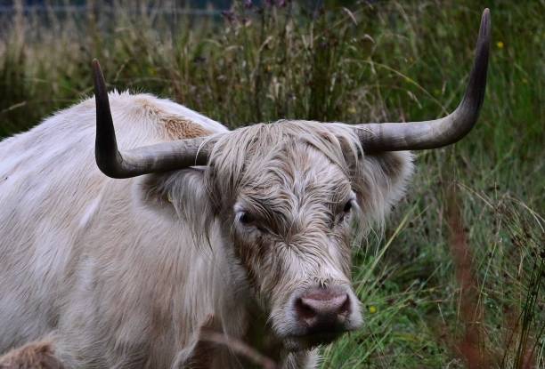Close up of a cream Highland Cow stock photo