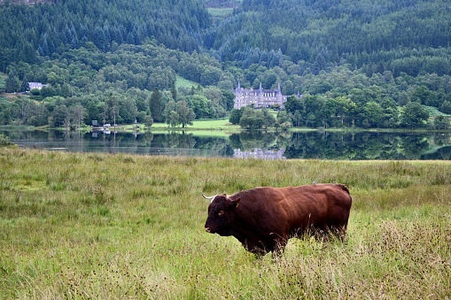 A magnificent Highland Bull stands in a field at Loch Achary with Tigh Mor in the background.