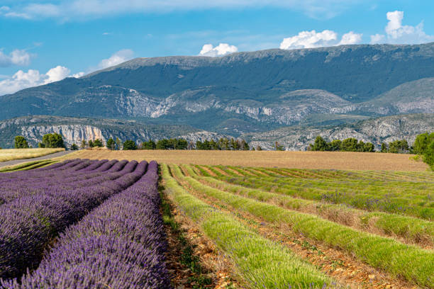 istock Half-cut lavender field on the Valensole plateau 1333535725