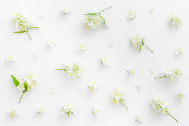 istock White jasmine flowers pattern top view. Floral flat lay 1333538094