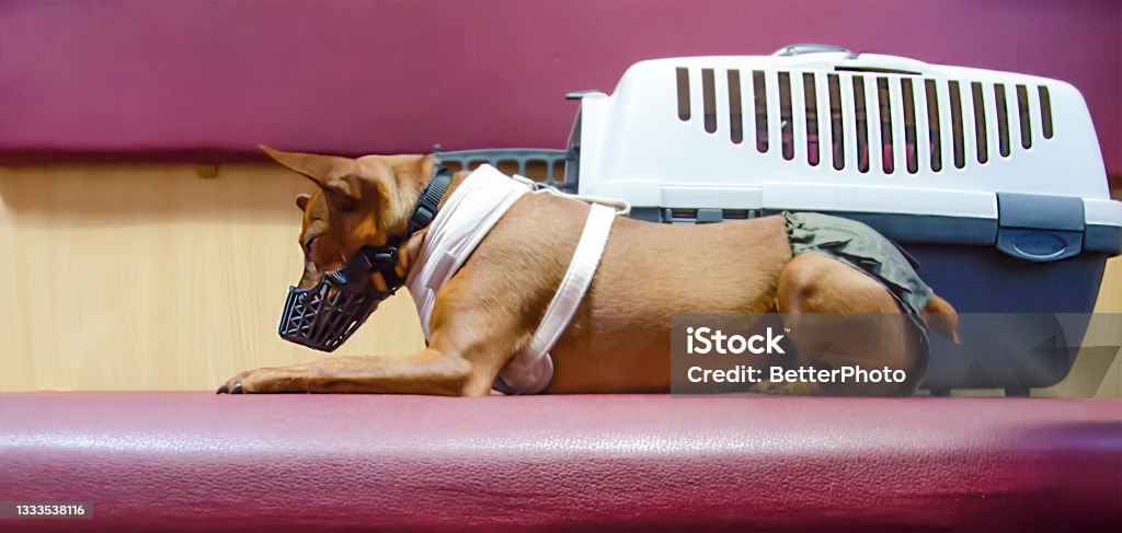 A dog in a muzzle is lying on a shelf on the train. Transportation of animals in transport. The dog is next to the pet carrier. Hybrid. Rules for transporting a pet. Guarding Stock Photo