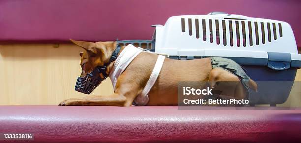 A Dog In A Muzzle Is Lying On A Shelf On The Train Stock Photo - Download Image Now