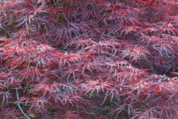 istock Close-up image of Japanese Maple foliage 1333538181
