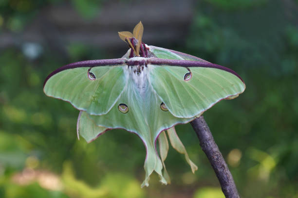 istock Close-up image of mating Luna moth 1333538356