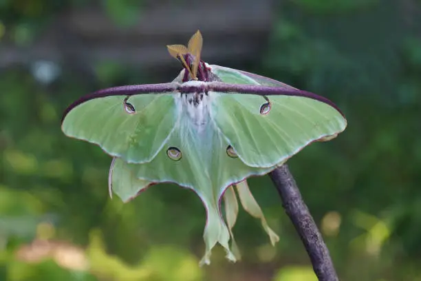 Photo of Close-up image of mating Luna moth