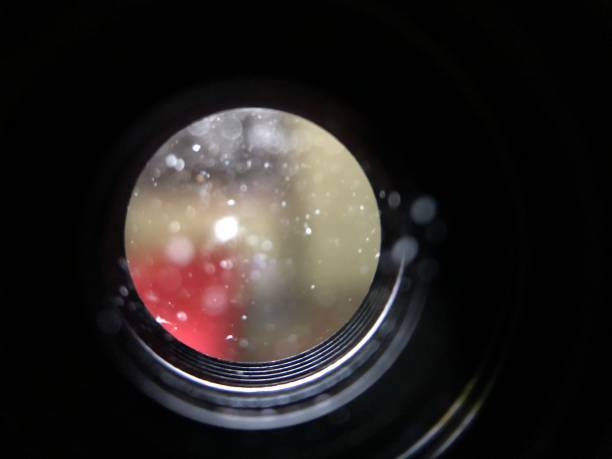 istock lens fungus 1333538969