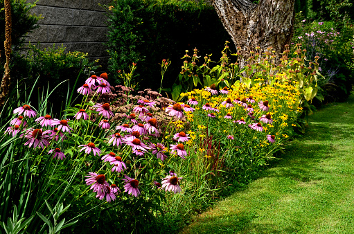 perennial flower bed with a predominance of purple in the garden and parks with bulbs