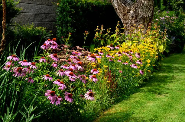 perennial flower bed with a predominance of purple in the garden and parks with bulbs, echinacea purpurea, triloba, fulgida, phlomis, rudbeckia, russeliana, imperata