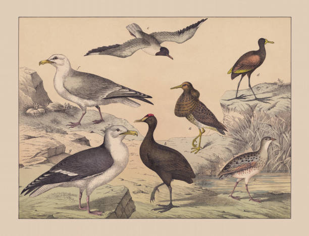 Water and wading birds (Ciconiiformes), hand-colored chromolithograph, published in 1882 Water and wading birds (Ciconiiformes, right): a) Ruff (Calidris pugnax); b) Common moorhen (Gallinula chloropus); c) Corn crake (Crex crex); d) Wattled jacana (Jacana jacana); e) Black-headed gull (Chroicocephalus ridibundus); f) Great black-backed gull (Larus marinus); g) European herring gull (Larus argentatus). Hand-colored chromolithograph, published in 1882. sandpiper stock illustrations