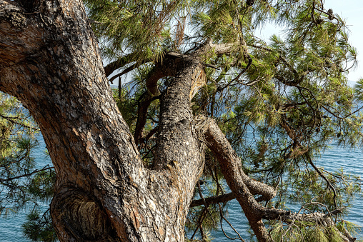 Close-up view of the trunk and branches of a pine tree in Marmaris, Turkey. The sea is visible in the background.
