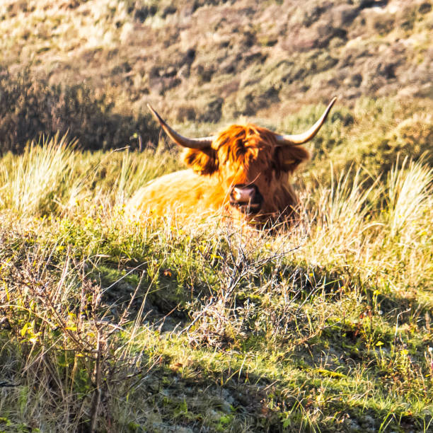highlander animal bison with horns in nature