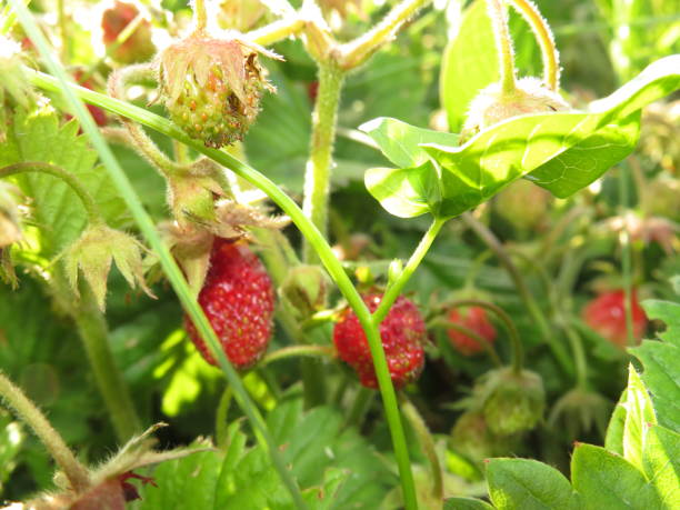 istock background from freshly harvested strawberries, directly above 1333539273