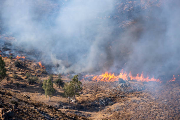 istock Dangerous burning fire flames moving fast in the bush 1333540233