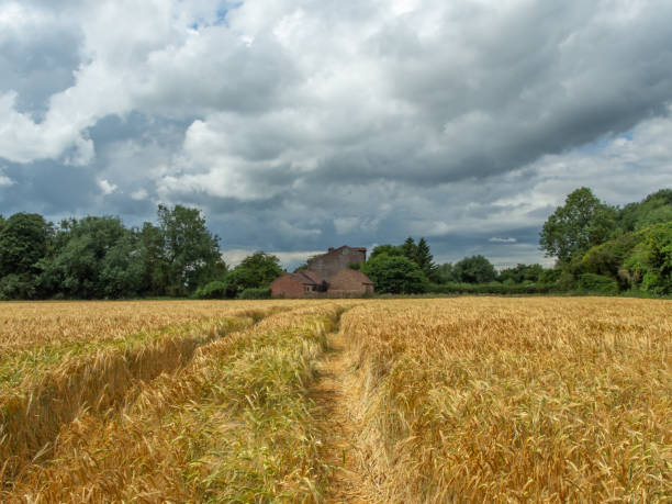 golden field with leading lines and brick buildings - agricultural activity yorkshire wheat field imagens e fotografias de stock