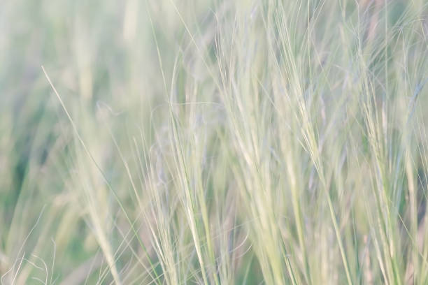 Texture natural background plant feather grass in the steppe in the wind