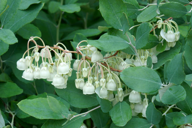 istock Close-up image of Honeycup flowers 1333540604