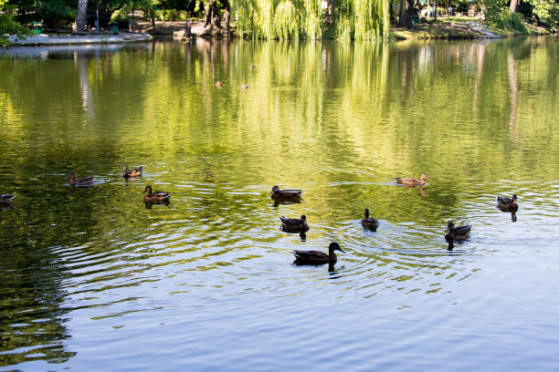 istock ducks swim in the park in summer 1333541305