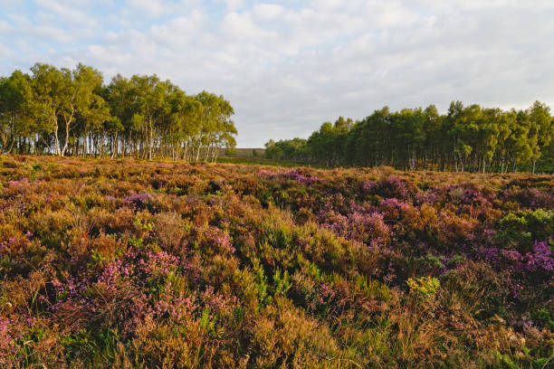 istock Early morning low cloud over a colourful Derbyshire moorland 1333541596