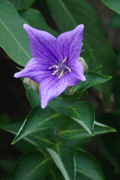istock Close-up image of Balloon flower 1333542309
