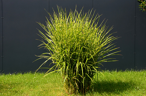 Fresh green grass full frame