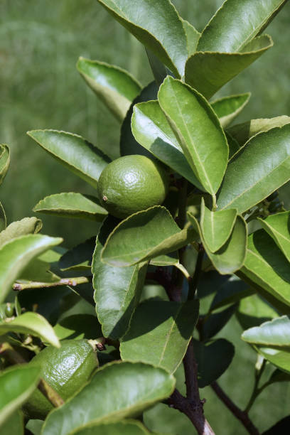 Bearss persian lime (Citrus x latifolia 'Bearss Lime'). Called Seedless lime and Tahiti lime also. Hybrid between Key lime (Citrus x aurantifolia) and Lemon (Citrus limon).