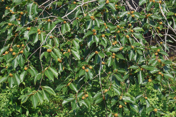 フルーツとアメリカのブナの木のクローズアップ画像 - american beech ストックフォトと画像