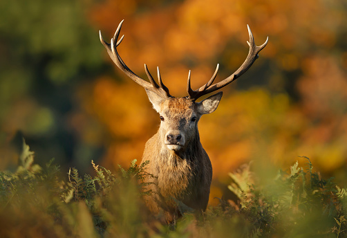 Portrait of a red deer stag during rutting season in autumn, UK.