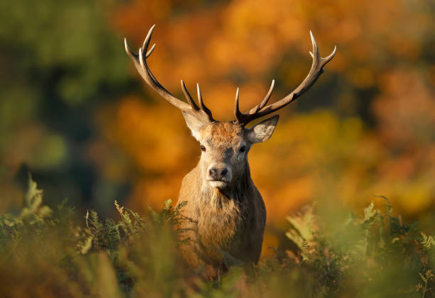 Portrait of a red deer stag during rutting season in autumn stock photo