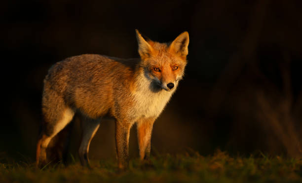istock Close up of a red fox at sunset 1333542490
