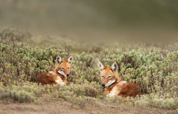 Close up of two rare and endangered Ethiopian wolves lying on grass stock photo