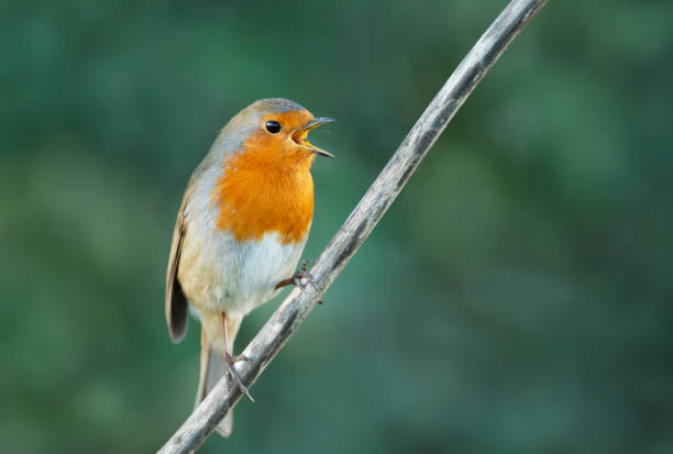 istock Close up of a European Robin calling 1333542762
