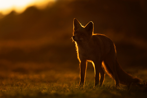 Close up of a red fox (vulpes vulpes) at sunset.