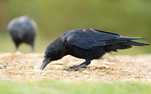 Close up of a Carrion crow eating, UK.