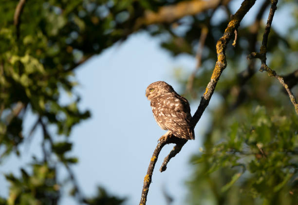 little owl perched on a fence in summer - richmond park imagens e fotografias de stock