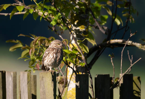 little owl perched on a fence in summer - richmond park imagens e fotografias de stock