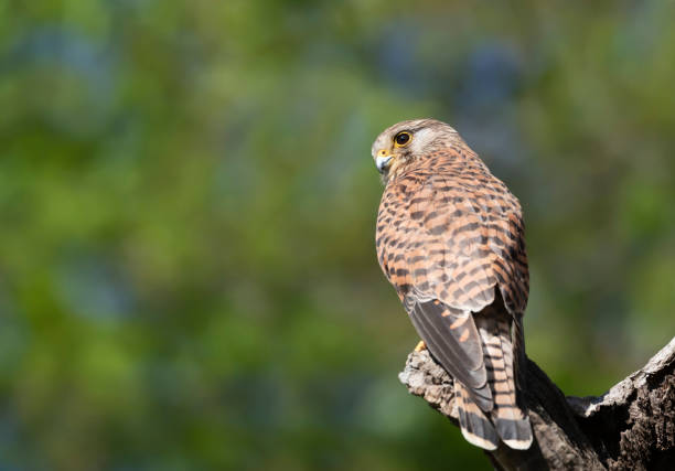 istock Close up of a common kestrel perched on a tree trunk 1333543999