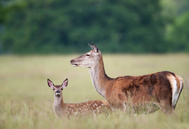 red deer hind with a calf standing in the meadow in summer - richmond park imagens e fotografias de stock
