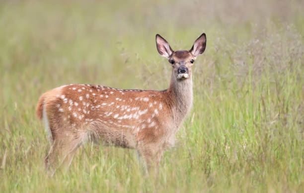 red deer calf standing in the meadow in summer - richmond park imagens e fotografias de stock